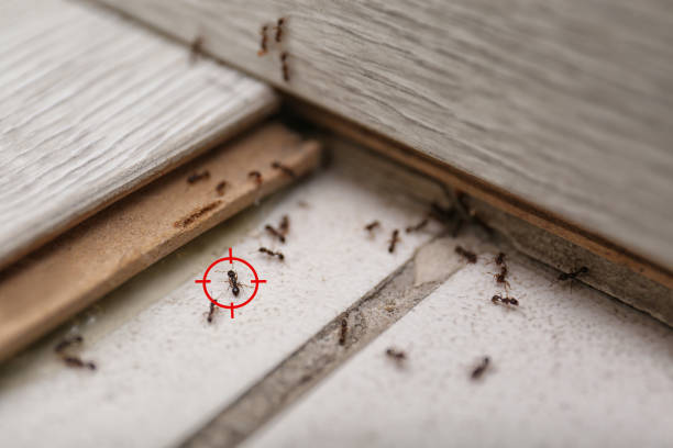 Best Emergency Pest Control  in Fairmead, CA