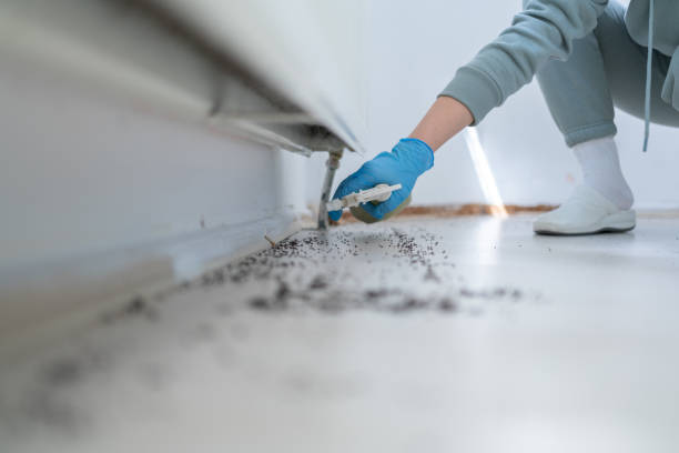Best Wasp Removal Services  in Fairmead, CA